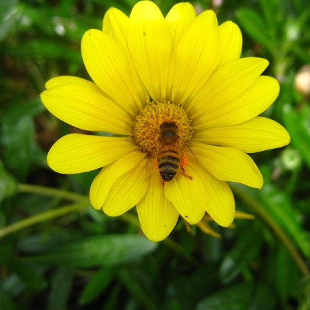 5 tác dụng bất ngờ chữa bệnh từ phấn hoa
