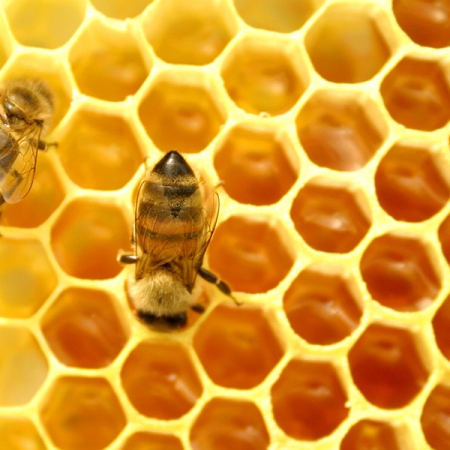 6 tác dụng tuyệt vời từ sữa ong chúa